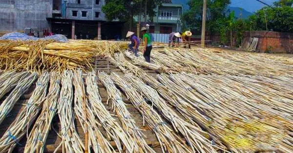 黃藤條.jpg 黃藤條.jpg