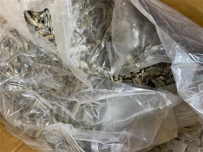 小公魚.jpg 小公魚.jpg