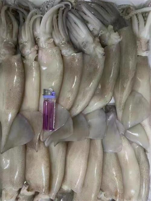 魷魚(yú).jpg 魷魚(yú).jpg