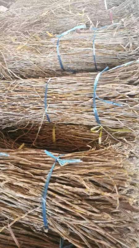 3740925beb5de9399ef88eb19638def.jpg 3740925beb5de9399ef88eb19638def.jpg